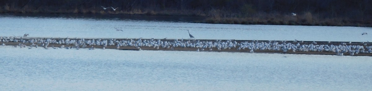 Ring-billed Gull - ML50203471