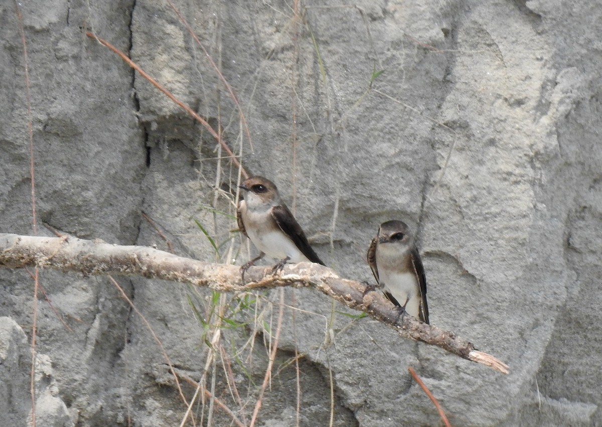 Pale Martin - ML502035061