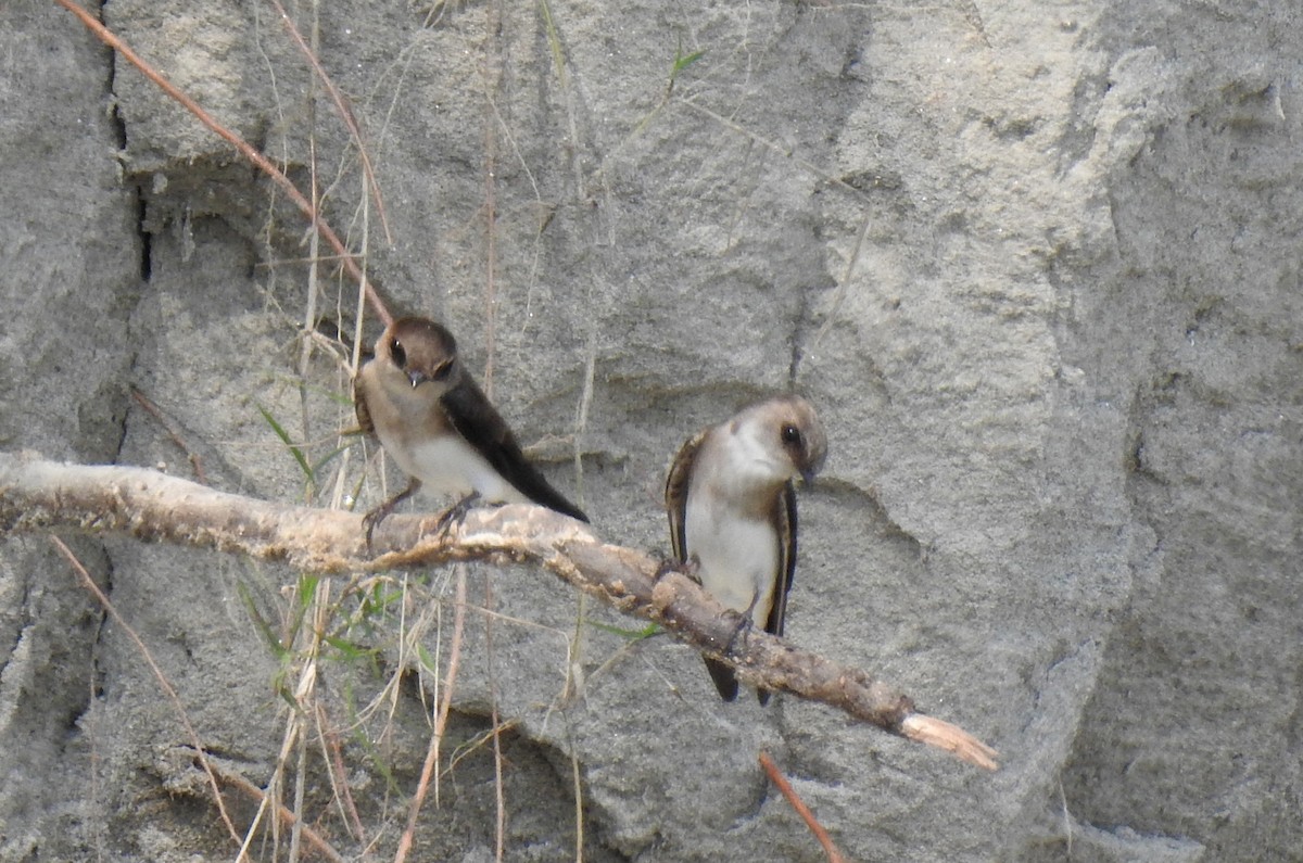 Pale Martin - ML502035071