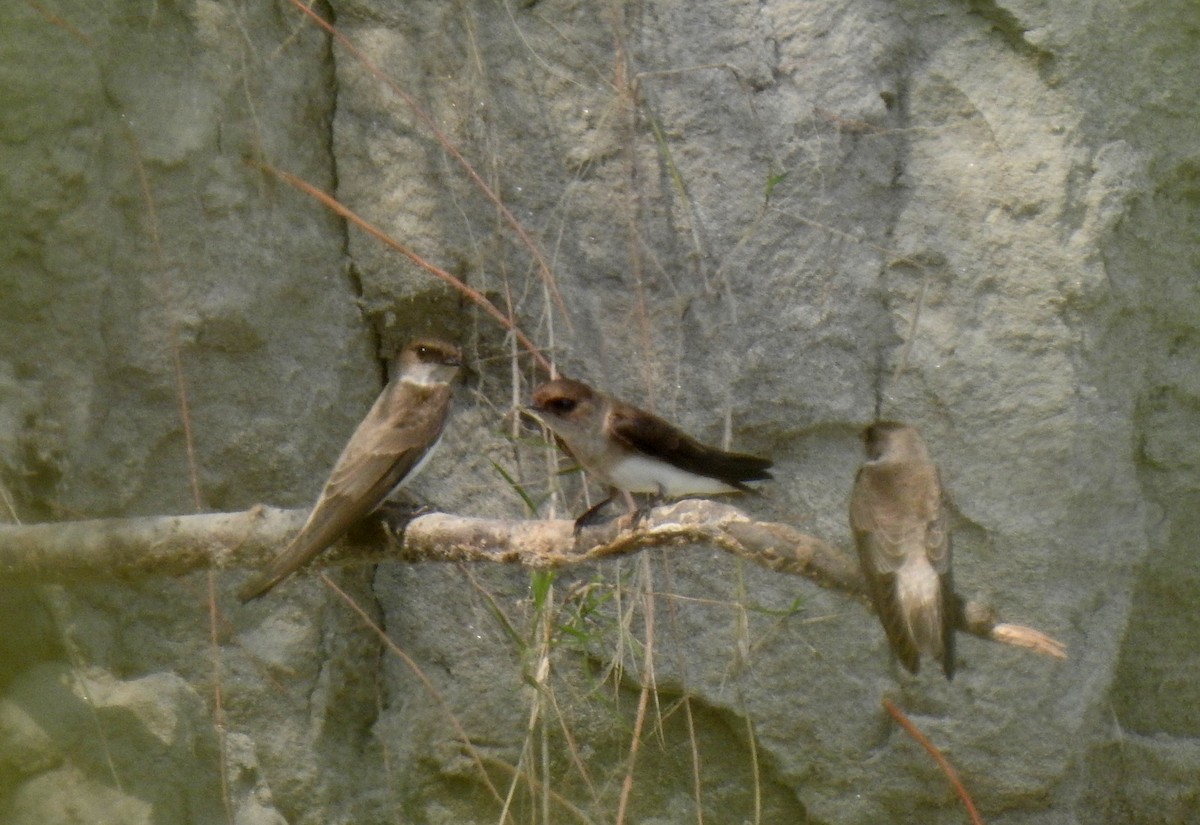 Pale Martin - ML502035081