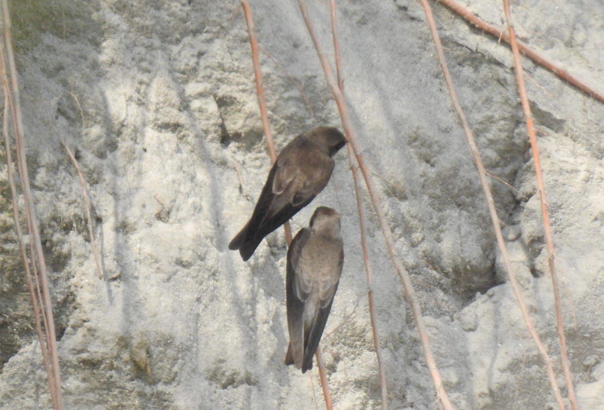 Pale Martin - ML502035091