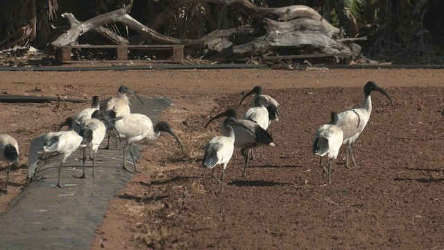 Ibis à cou noir - ML502035651