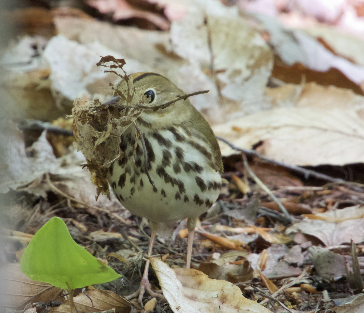 Ovenbird - ML502036341