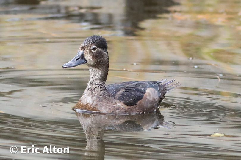 Ring-necked Duck - ML502037131