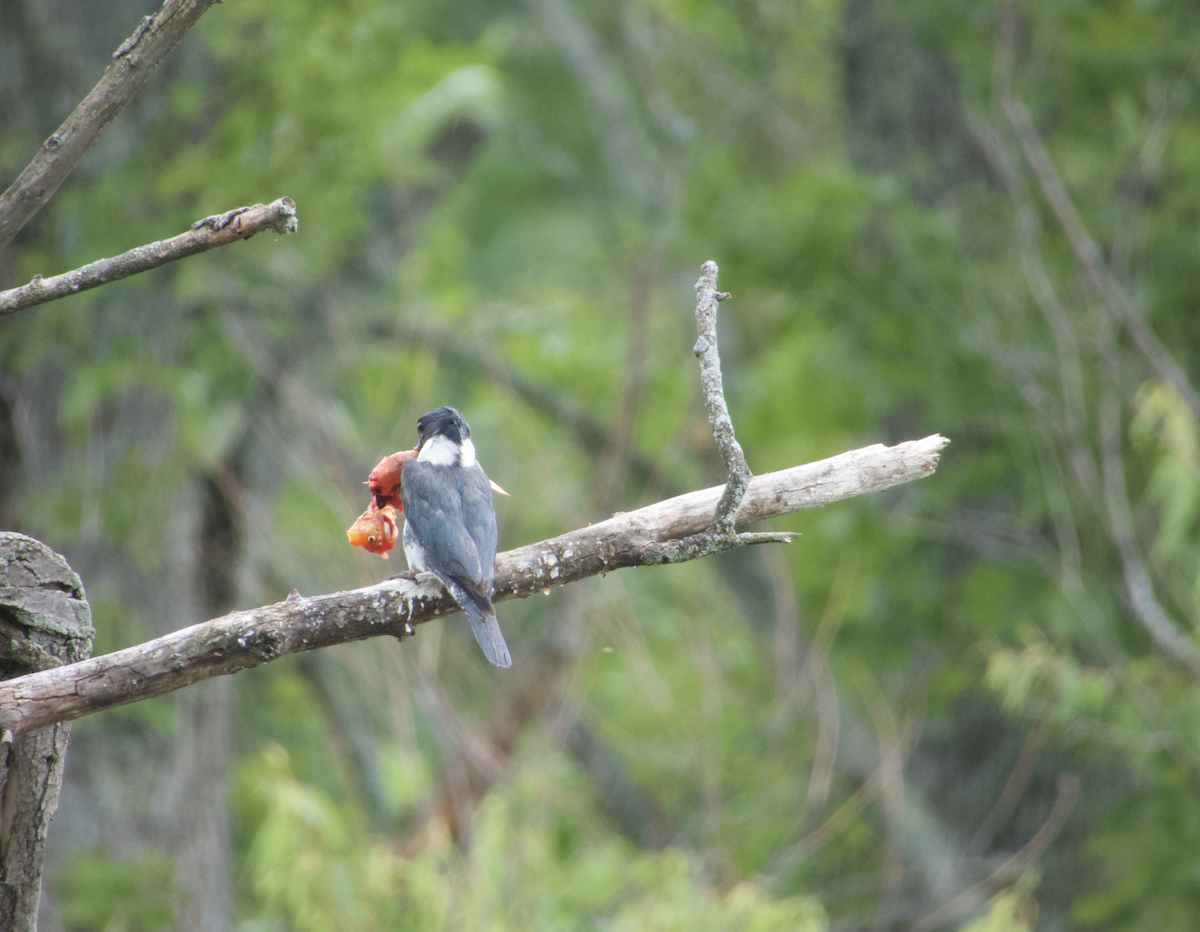 Belted Kingfisher - ML502037281