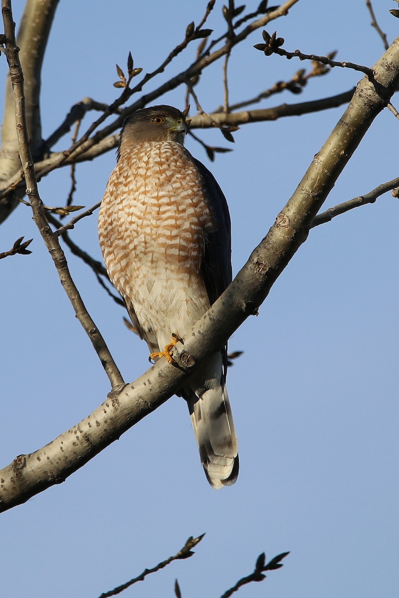 Cooper's Hawk - Yves Dugré