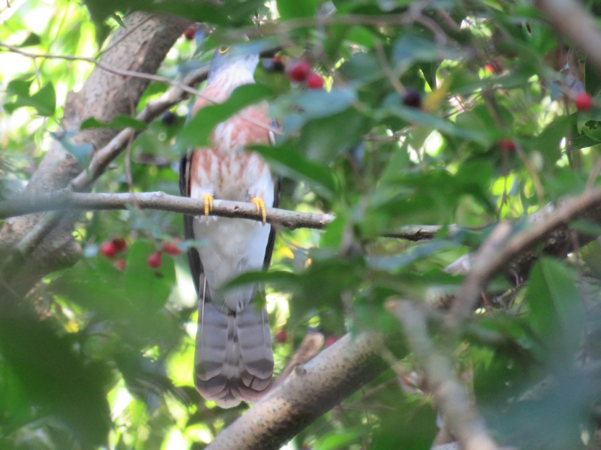 Philippine Hawk-Cuckoo - Riza Melicor