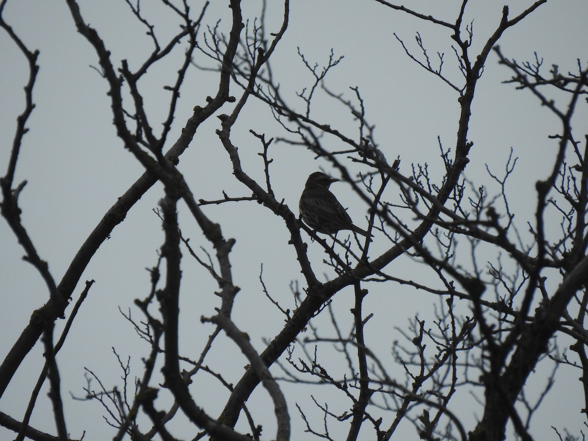 Redwing - Kasun Bodawatta