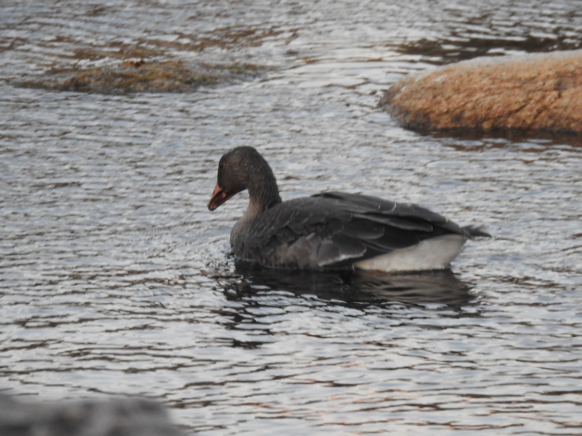 Tundra Bean-Goose - ML502038491