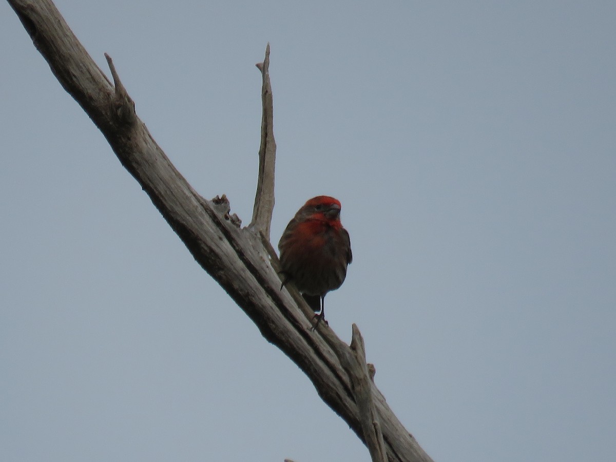 House Finch - ML50204011