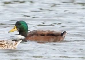 Mallard (Domestic type) - ML502040511