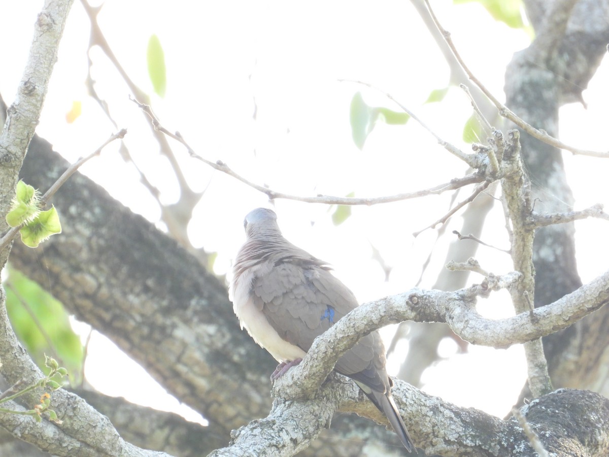 Blue-spotted Wood-Dove - ML502040901
