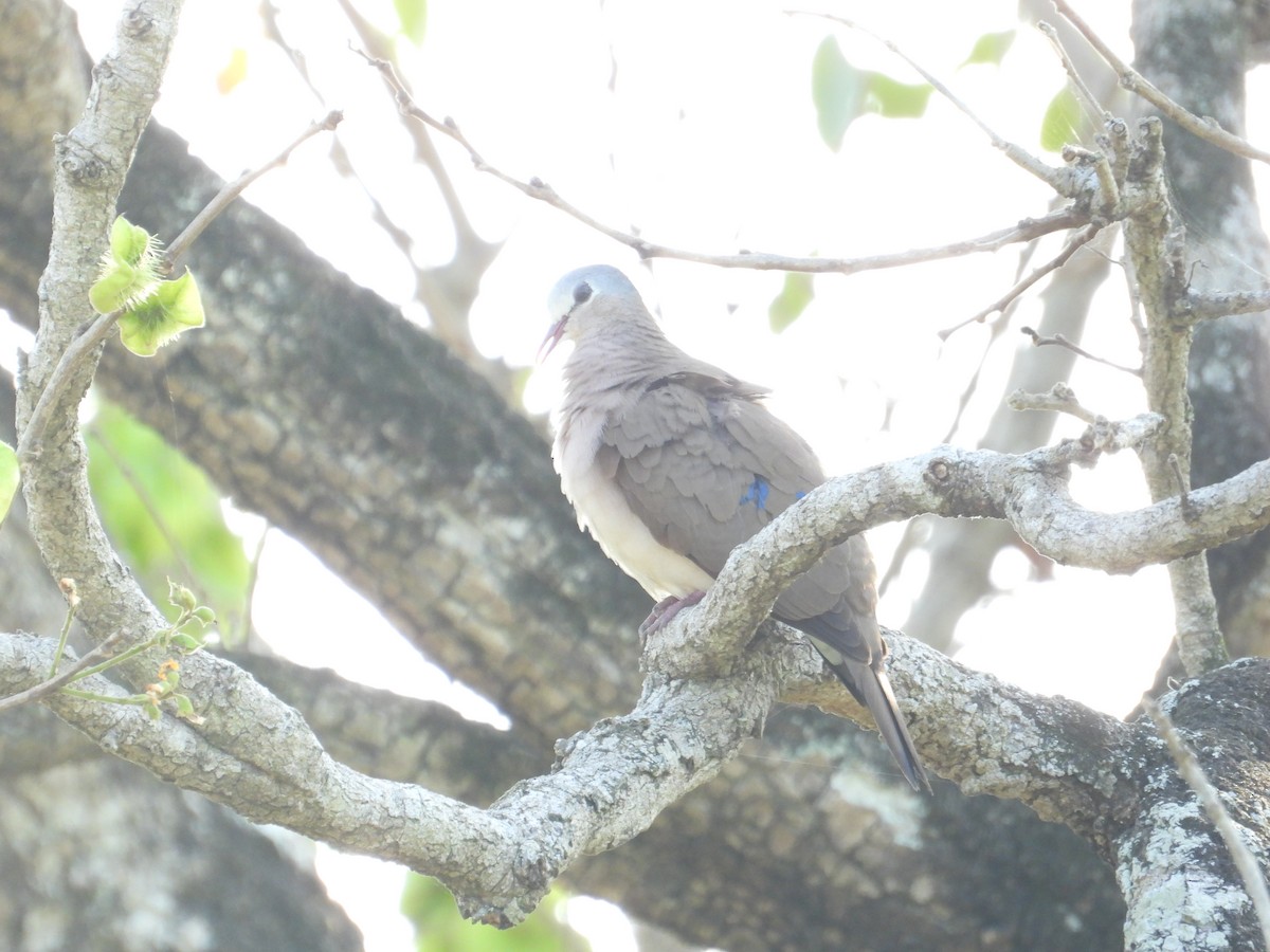 Blue-spotted Wood-Dove - ML502040911