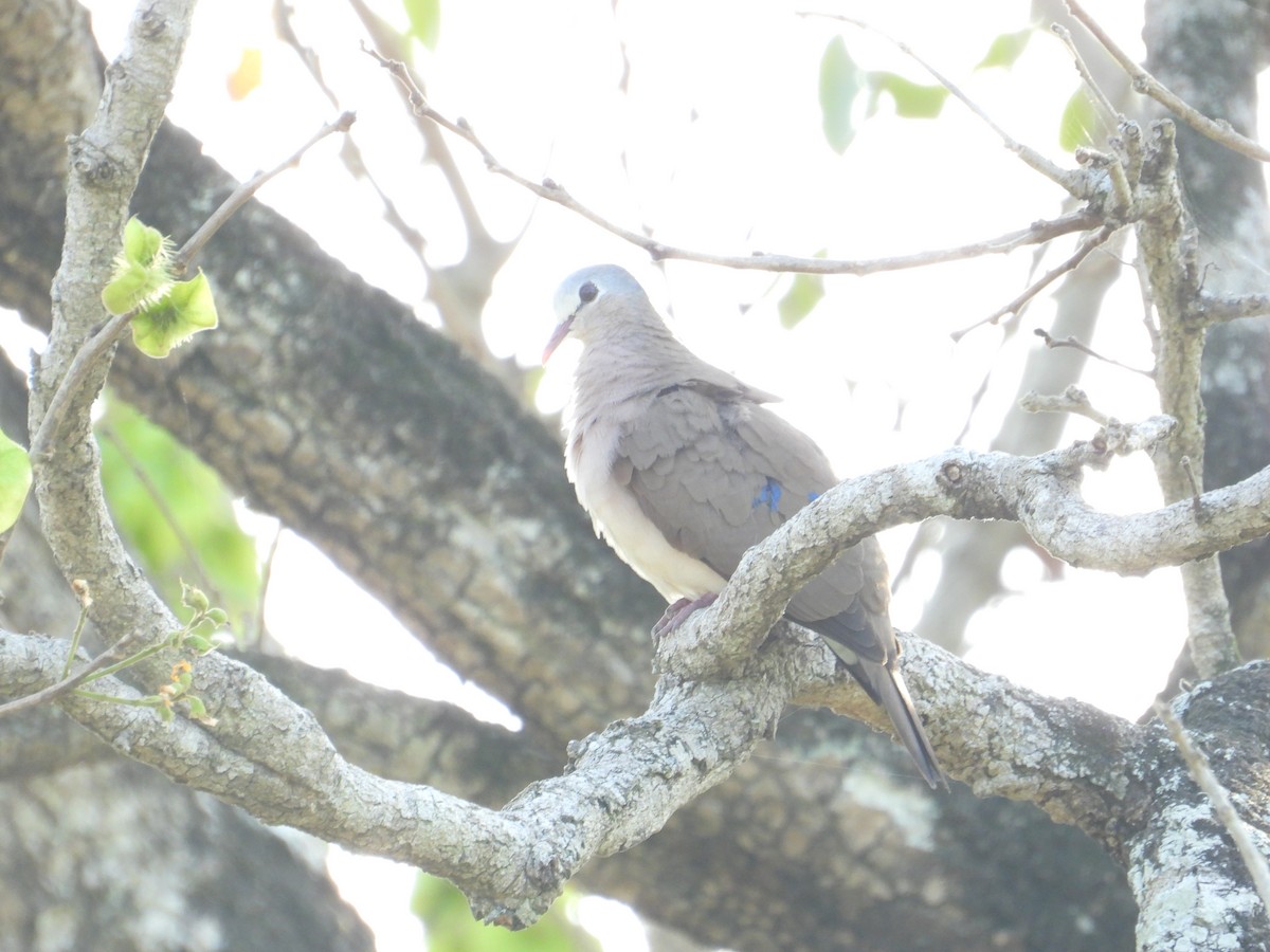 Blue-spotted Wood-Dove - ML502040921