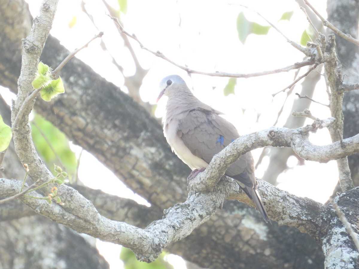 Blue-spotted Wood-Dove - ML502040931