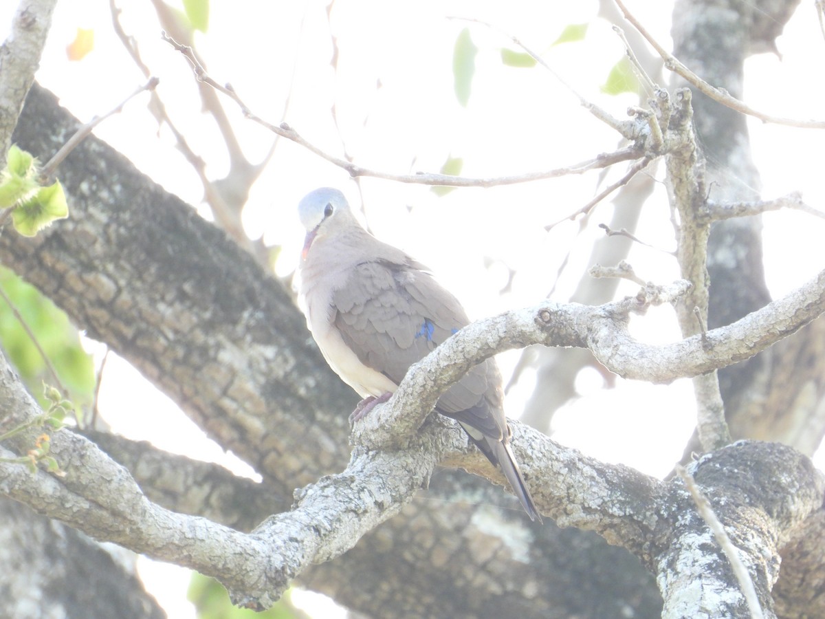 Blue-spotted Wood-Dove - ML502040941