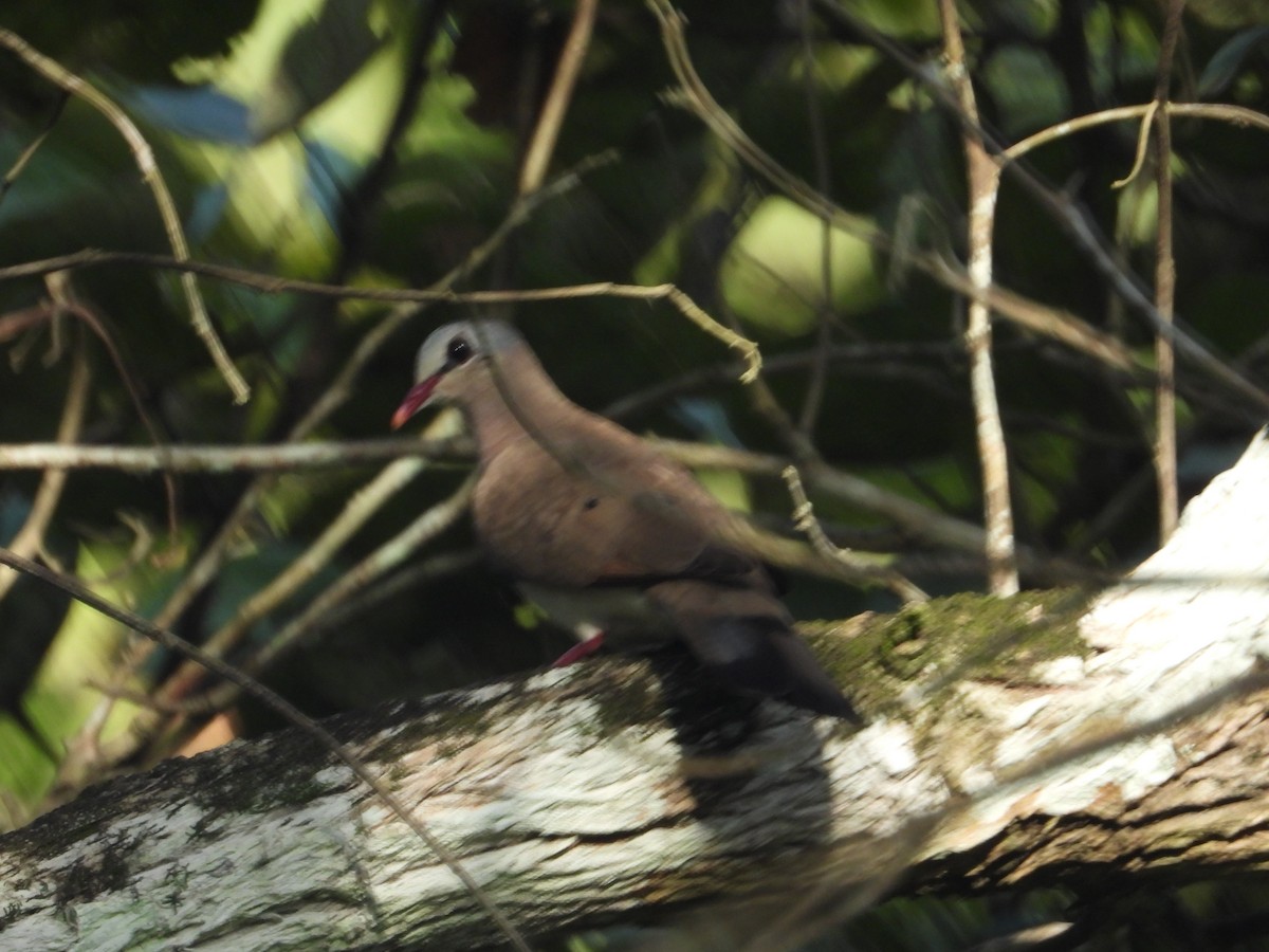 Blue-spotted Wood-Dove - ML502041161