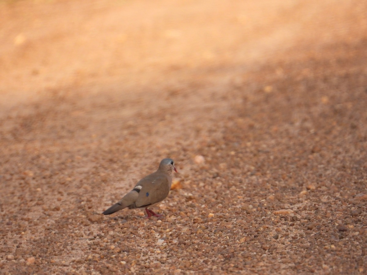 Blue-spotted Wood-Dove - ML502041351