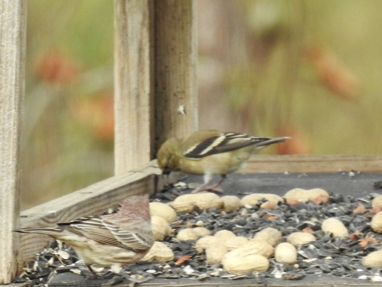 American Goldfinch - ML502041951