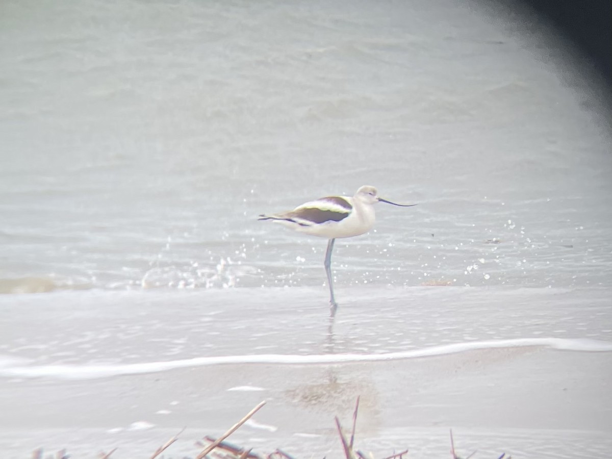 Avocette d'Amérique - ML502042011