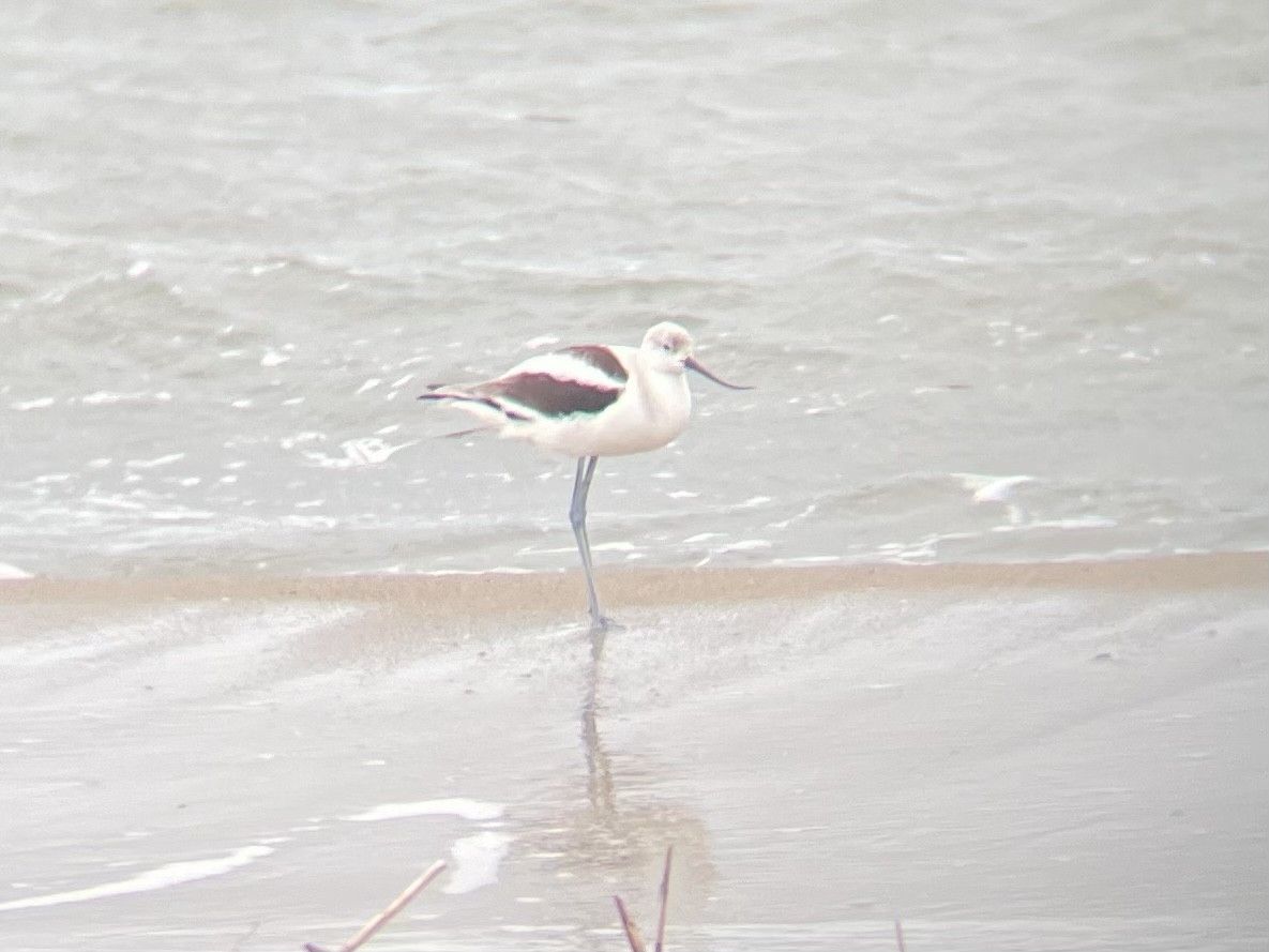 Avoceta Americana - ML502042021