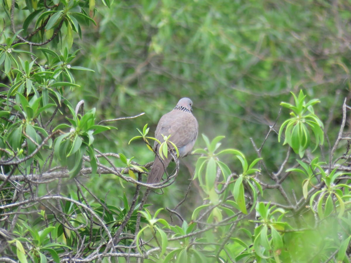 珠頸斑鳩 - ML50204251