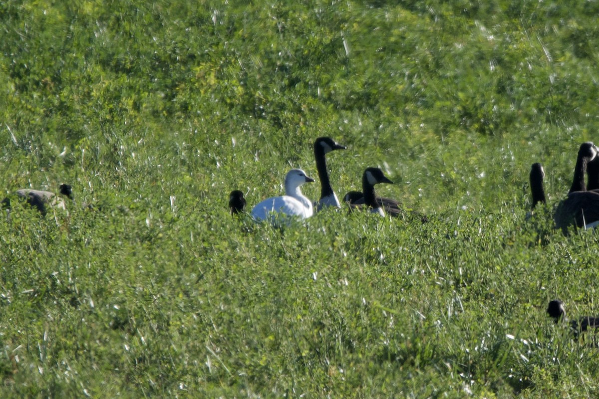 Ross's Goose - ML502042551