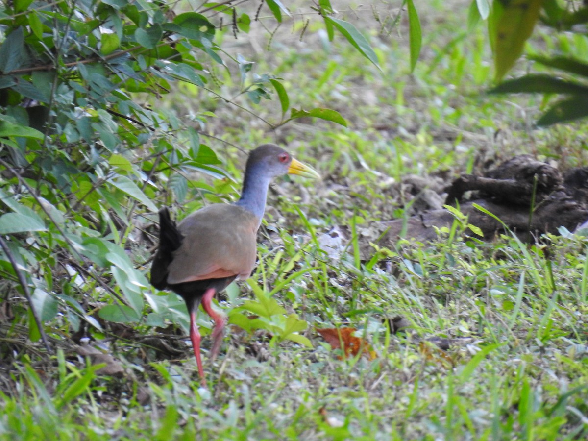 Gray-cowled Wood-Rail - Leandro Niebles Puello