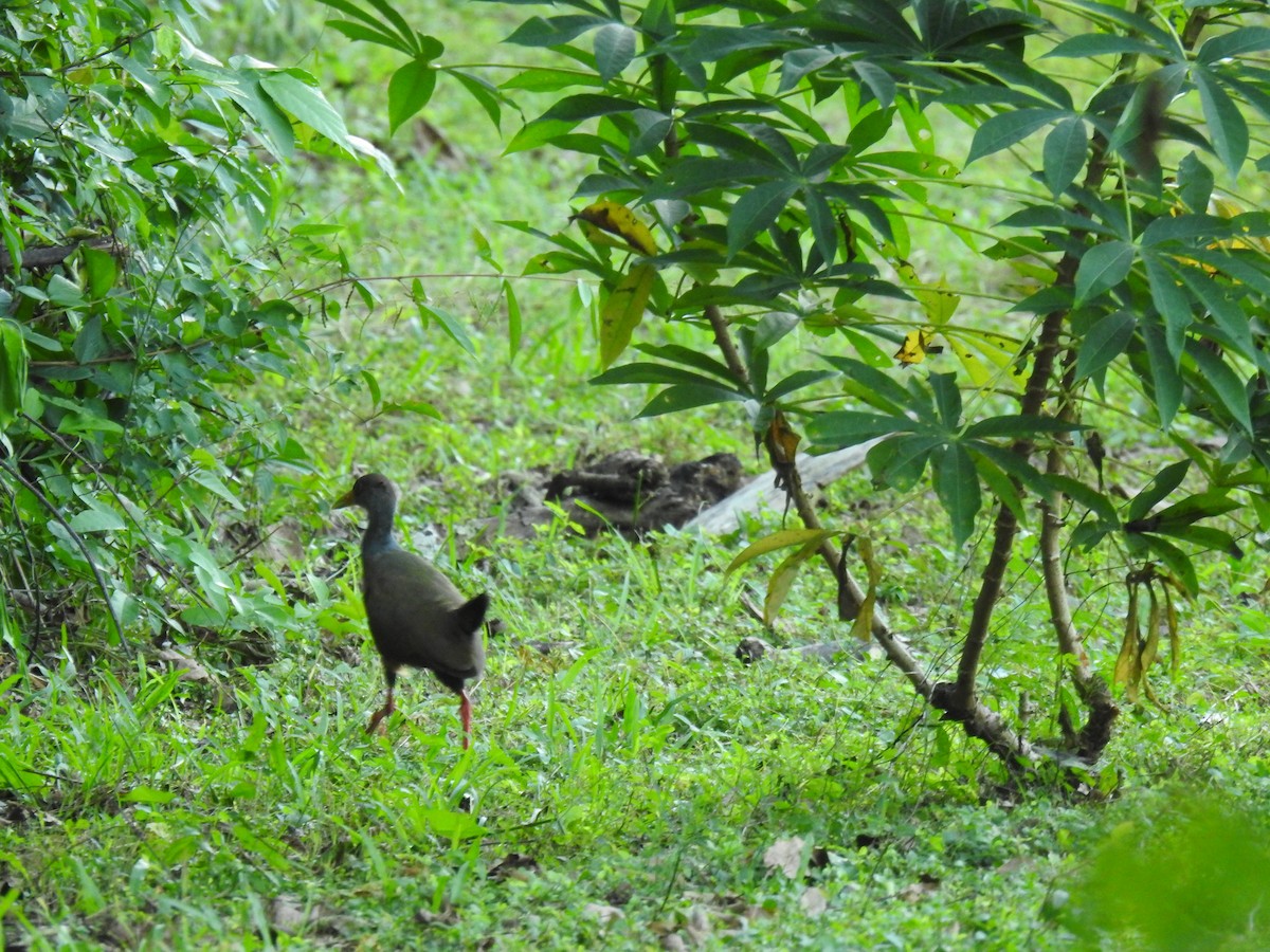 Gray-cowled Wood-Rail - Leandro Niebles Puello