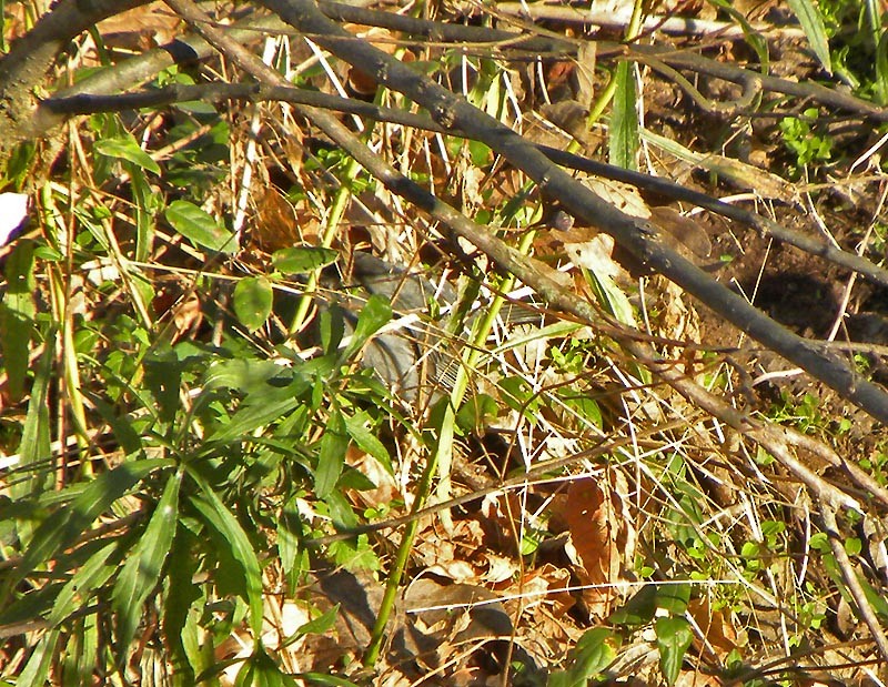 Gray Catbird - ML502043381