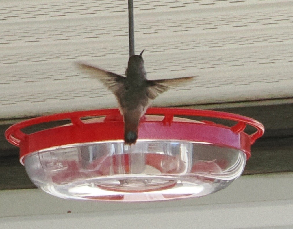 Rufous Hummingbird - Diane LeBlanc