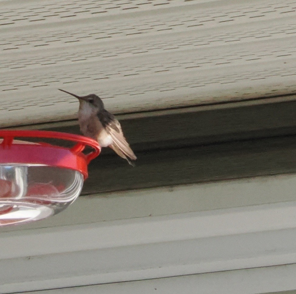 Rufous Hummingbird - Diane LeBlanc