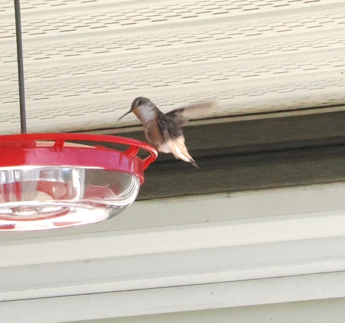 Rufous Hummingbird - Diane LeBlanc