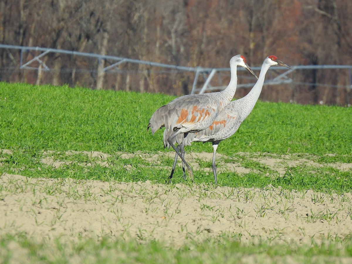 Sandhill Crane - ML502045681