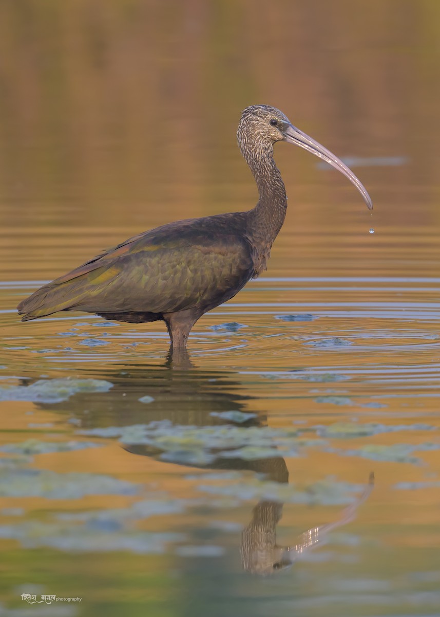 ibis hnědý - ML502047291