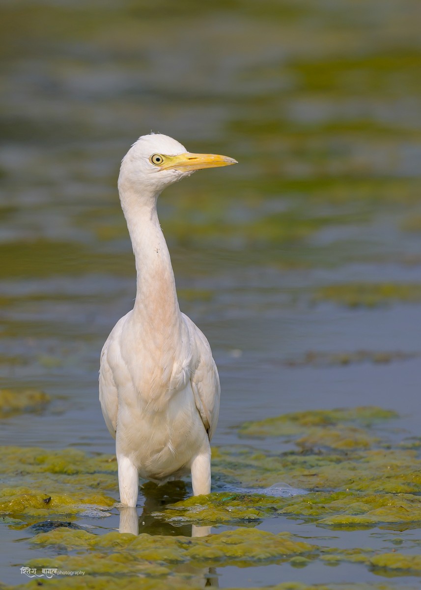 Eastern Cattle Egret - Ritesh Bagul