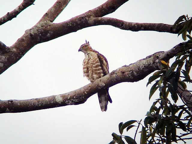 Jerdon's Baza - ML50204841