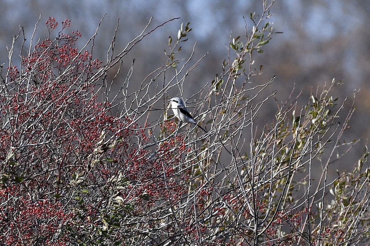 Northern Shrike - ML502048961