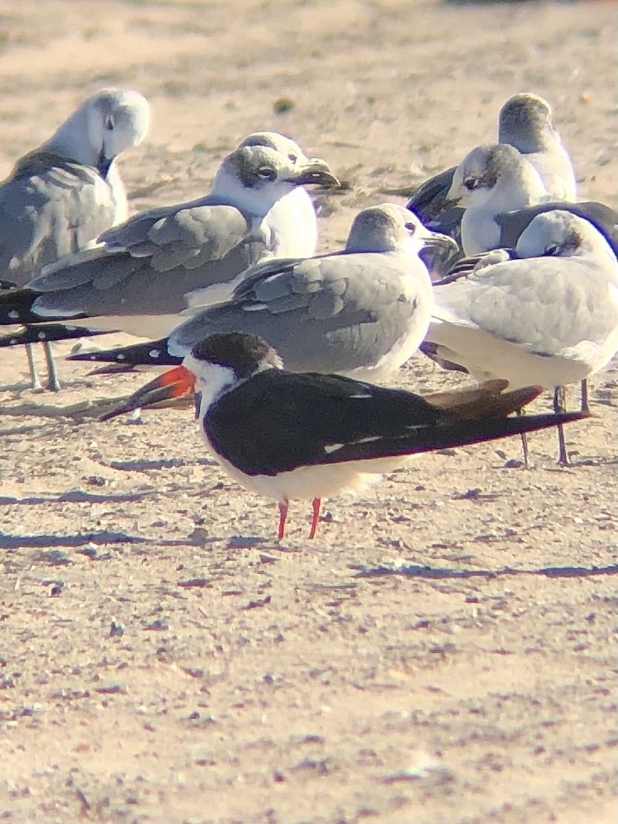 Black Skimmer - ML502049231