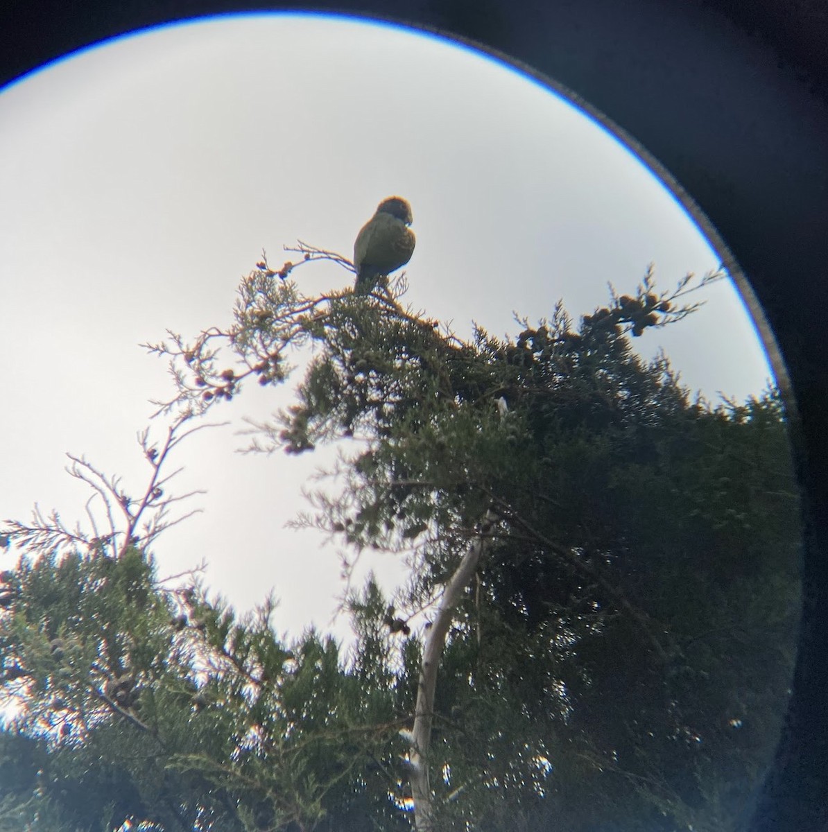 White-crowned Parrot - ML502049501