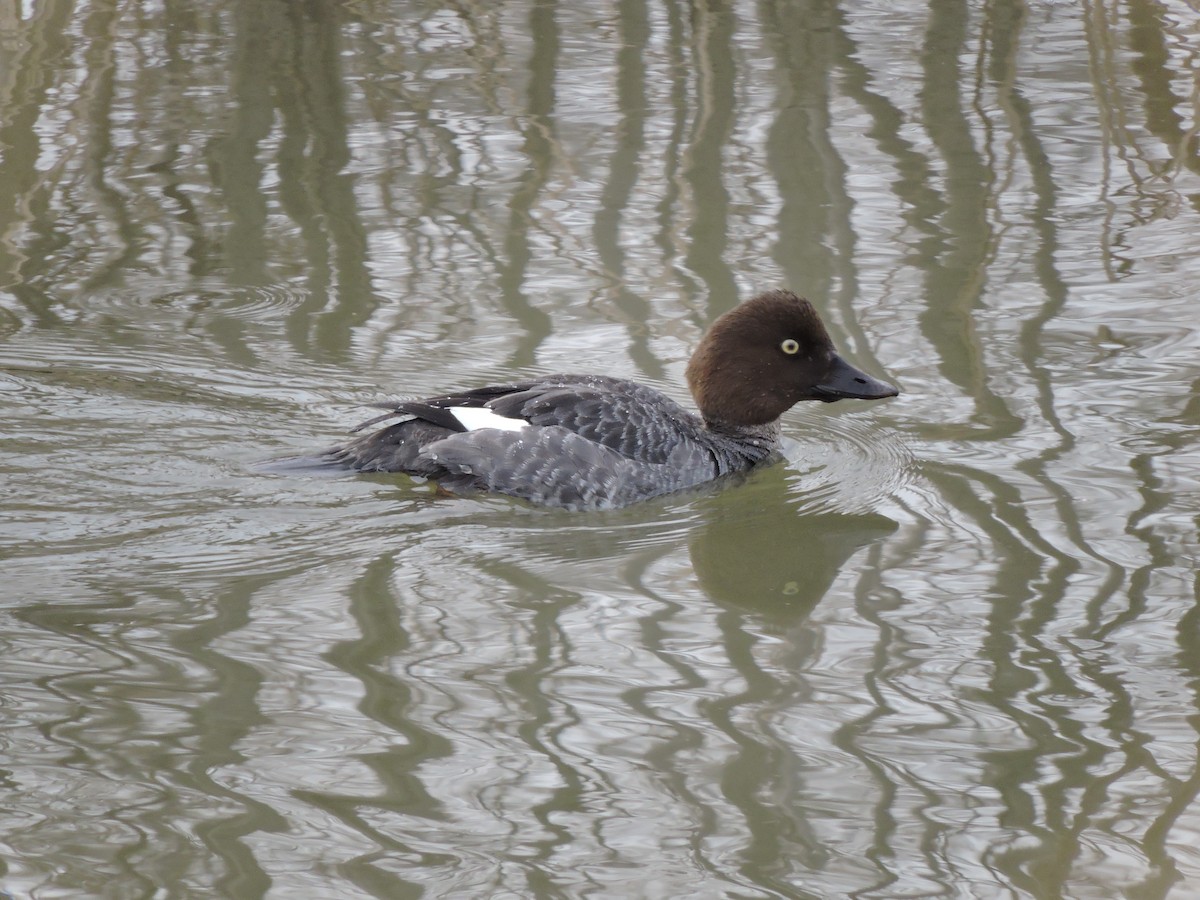 Common Goldeneye - ML50204951