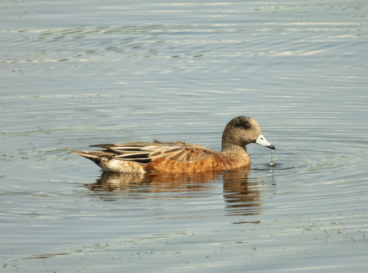 American Wigeon - ML502050121