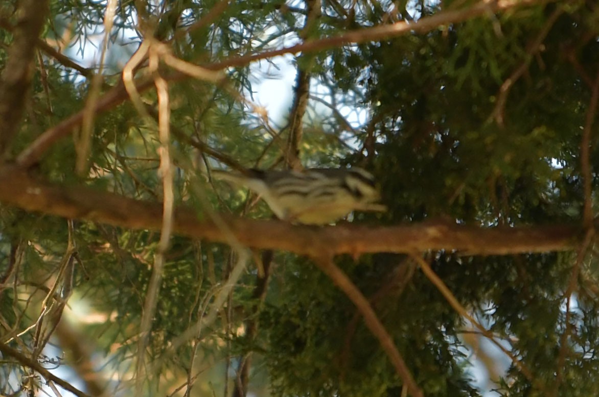 Black-throated Gray Warbler - Toni Oliveira