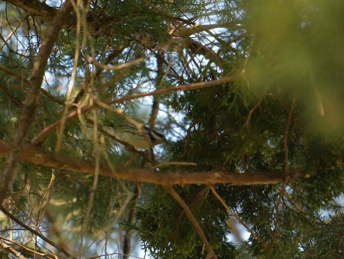 Black-throated Gray Warbler - Toni Oliveira