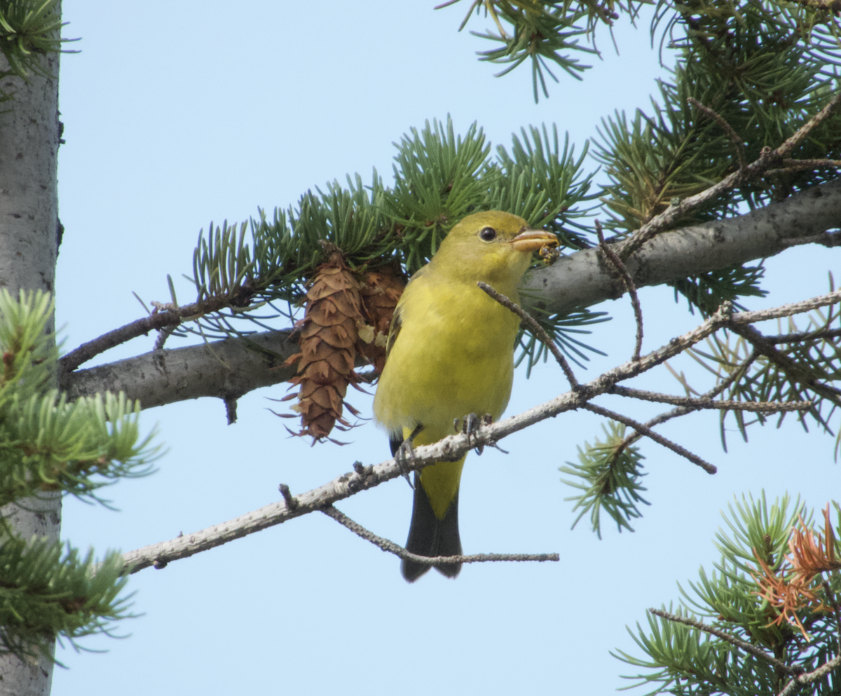 Western Tanager - ML502050721