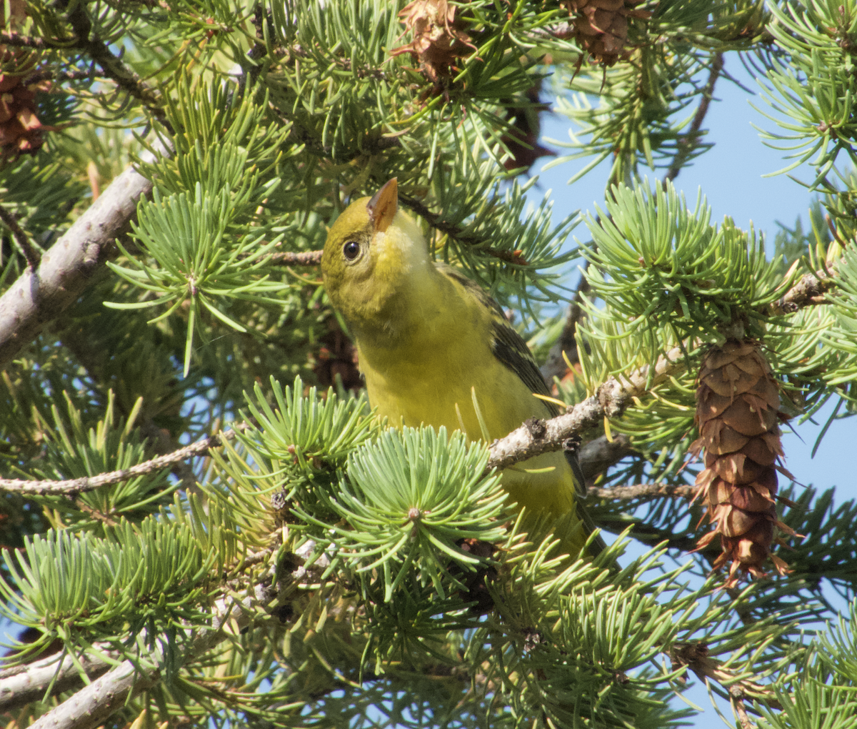 Western Tanager - ML502050751