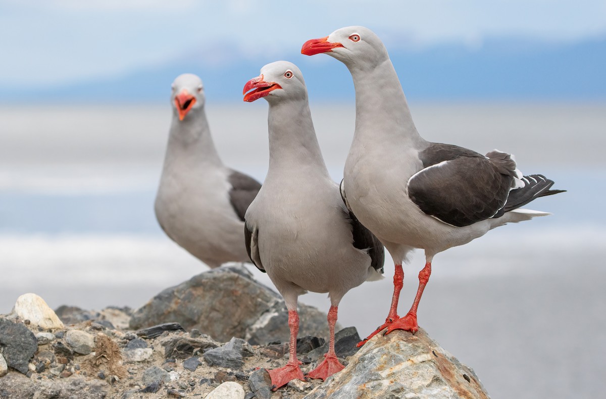 Dolphin Gull - ML502050901