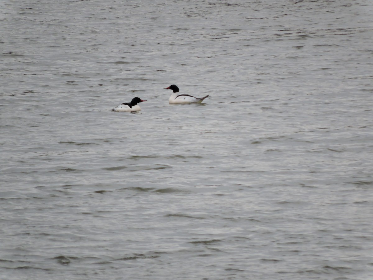 Common Merganser - ML50205341