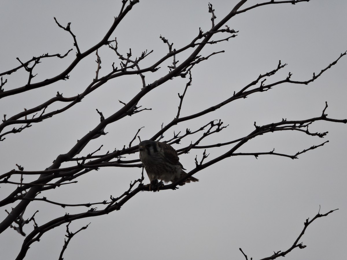 American Kestrel - ML50205451