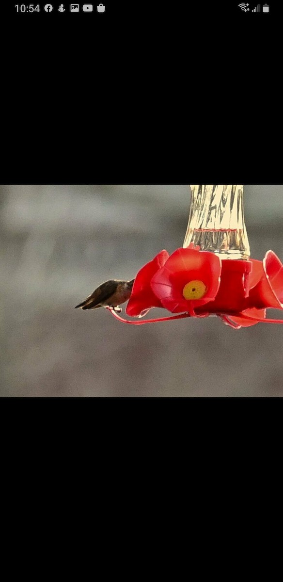 Allen's Hummingbird - Knarr Dan